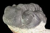 Bargain, Reedops Trilobite Fossil - Good Eye Facets #68654-3